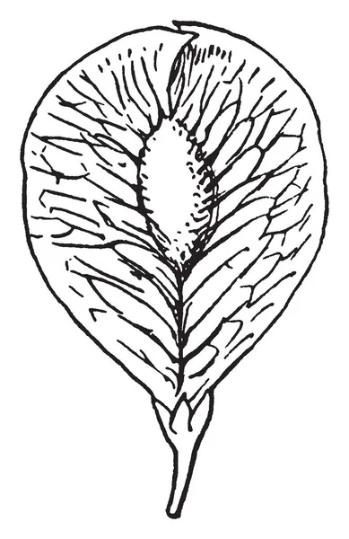 Αυτό Είναι Καρπός Elm Είναι Σαν Φύλλα Έχοντας Φρούτα Μέσα — Διανυσματικό Αρχείο