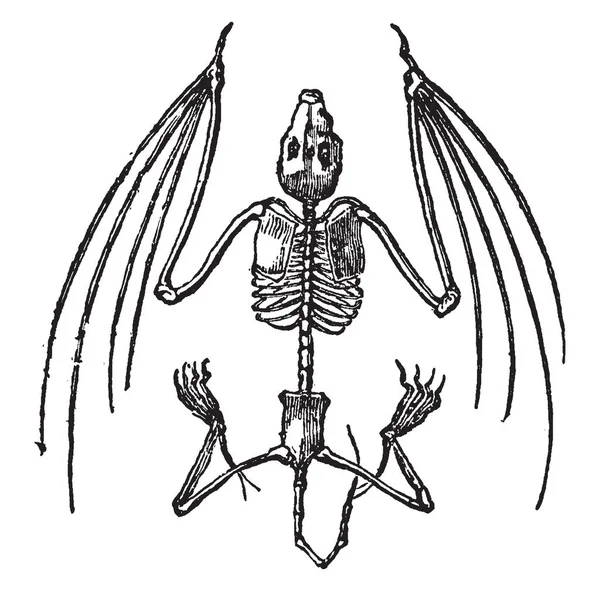 蝙蝠骨架 蝙蝠很适合动力飞行 老式线画或雕刻插图 — 图库矢量图片