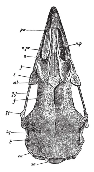 家禽头骨 这是一个老家禽的上部视图 复古线图画或雕刻插图 — 图库矢量图片