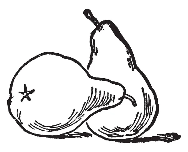 梨として知られている Pomaceous これは食用のジューシーなフルーツです このカードは 梨まとめ ヴィンテージ線描画や彫刻の図 を示しています — ストックベクタ