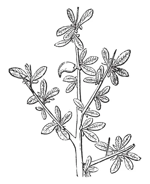 ミルラ植物の写真 それは 薬として歴史の中で使用されています ミルラ ガムはミルラ ビンテージの線描画や彫刻イラスト種から収穫される一般的 — ストックベクタ