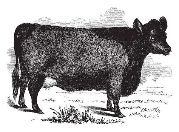 ギャロウェーにある牛は 肉用牛 ビンテージの線描画や彫刻イラストの世界最長の確立された品種の — ストックベクタ