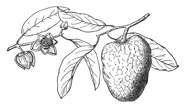 一棵池塘苹果树的枝条 菠萝是一种热带果树 它展示了一根有池塘苹果和鲜花的树枝 也被称为 Anona Glabra 复古线条绘制或雕刻插图 — 图库矢量图片