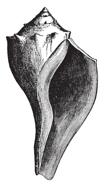 Fulgar Carica Charakteristický Gastropod Atlantské Pobřeží Cape Cod Floridu Vintage — Stockový vektor