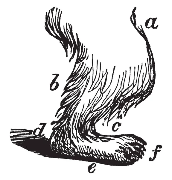 Ours Polaire Jambe Dans Laquelle Trouve Ours Carnivore Dont Aire — Image vectorielle