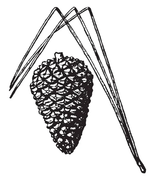 Bu iğneler i.e koni taşıyan ağaç yaprak vardır. Daha fazla su kök, vintage çizgi çizme veya oyma illüstrasyon çekmek yeterli nem için saklayın.