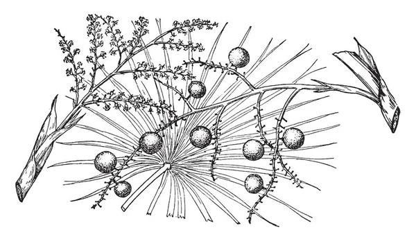 Coccothrinax Jucunda 树子枝上有小花 也有一些成熟的花朵变成果实 这些果实是圆形的 复古线条画或雕刻插图 — 图库矢量图片