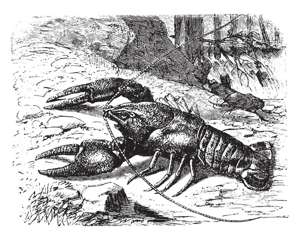 Crayfish Ukiran Antik Ilustrasi Vie Dans Nature 1890 - Stok Vektor