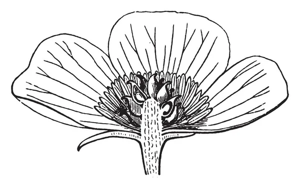 Obrázek Ukazuje Anemone Květina Okvětní Lístky Chybí Většině Druhů Nažky — Stockový vektor