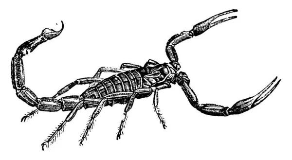 サソリ ヴィンテージには 図が刻まれています 1880 動物の自然史 — ストックベクタ