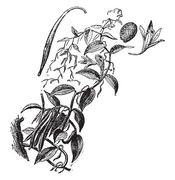 生产香草豆的是一种植物 这些植物是自我肥沃的 授粉只需要花粉从花药转移到柱头 复古线画或雕刻插图 — 图库矢量图片