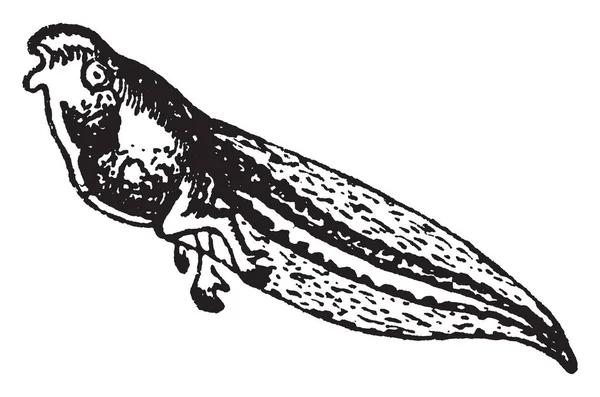 Tadpole Larve Van Anurous Amphibia Vintage Lijntekening Gravure Illustratie — Stockvector