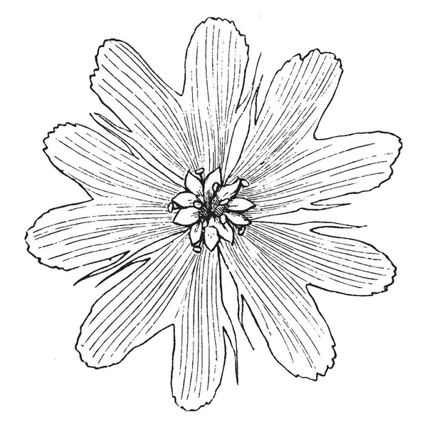 Lychnis Fulgens Цветущее Красное Растение Цветы Алые Малиновые Цветут Летом — стоковый вектор
