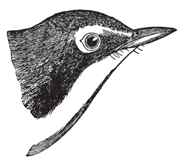 Esta Ilustração Representa Kentucky Warbler Desenho Linha Vintage Gravura Ilustração — Vetor de Stock