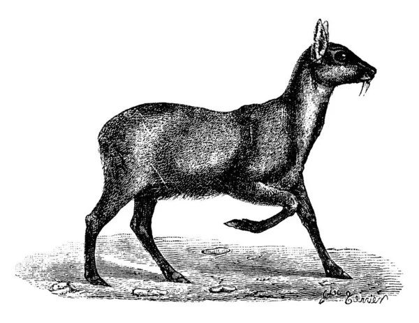 Cervo Muschiato Illustrazione Incisa Epoca Storia Naturale Degli Animali 1880 — Vettoriale Stock