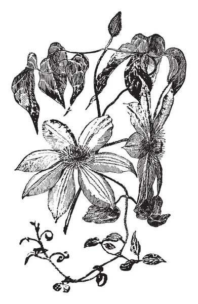 Imagen Muestra Planta Clematis Henryi Pertenece Familia Buttercup Las Hojas — Vector de stock