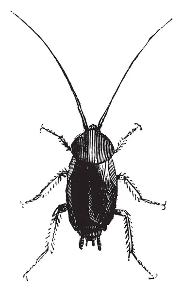 ゴキブリ ヴィンテージには 図が刻まれています 1880 動物の自然史 — ストックベクタ