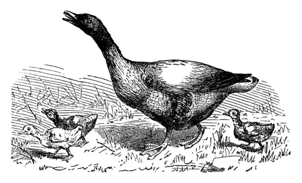 Domestic Goose Vintage Engraved Illustration Vie Dans Nature 1890 — Stock Vector