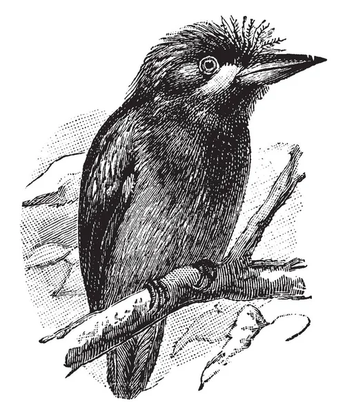 Uccello Che Sbuffa Suo Piumaggio Disegno Linea Vintage Illustrazione Incisione — Vettoriale Stock