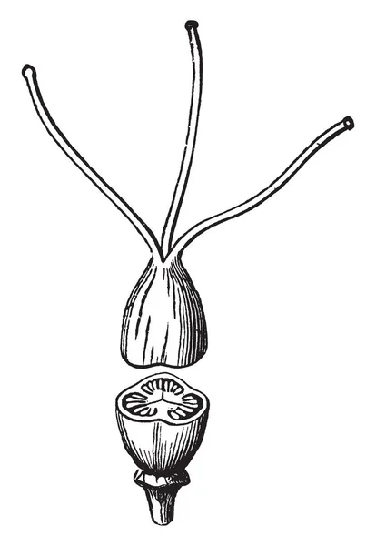 Une Image Pistil Composé Composé Trois Cellules Pistils Dessin Ligne — Image vectorielle