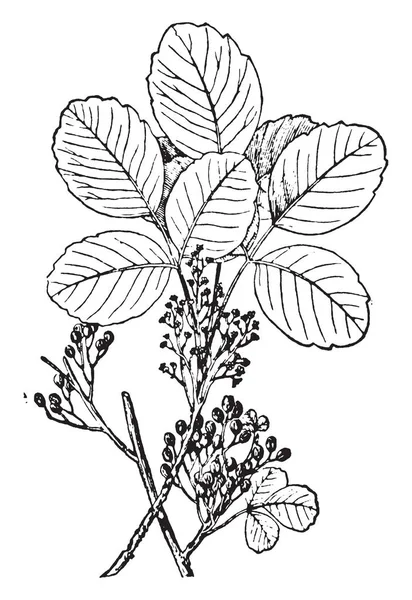 Esta Una Foto Planta Roble Venenoso Sus Foliolos Son Algo — Vector de stock