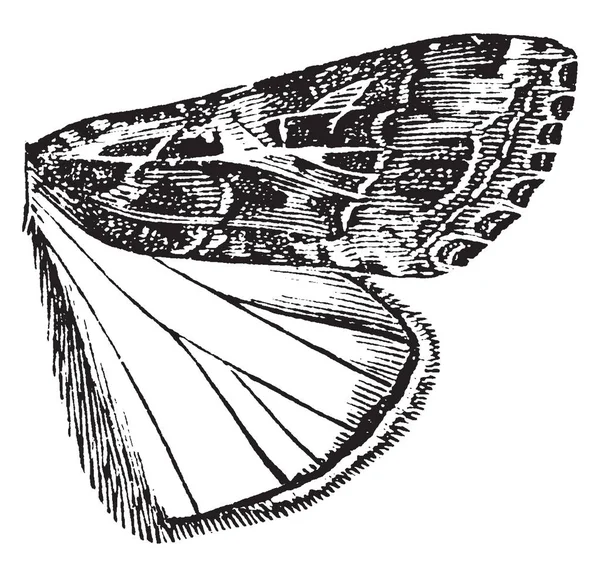 Owlet Moth Famiglia Più Controversa Nella Superfamiglia Disegno Linee Vintage — Vettoriale Stock
