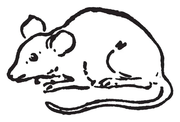Ποντίκι Είναι Ένα Μικρό Τρωκτικό Χαρακτηριστικά Έχοντας Ένα Μυτερό Ρύγχος — Διανυσματικό Αρχείο