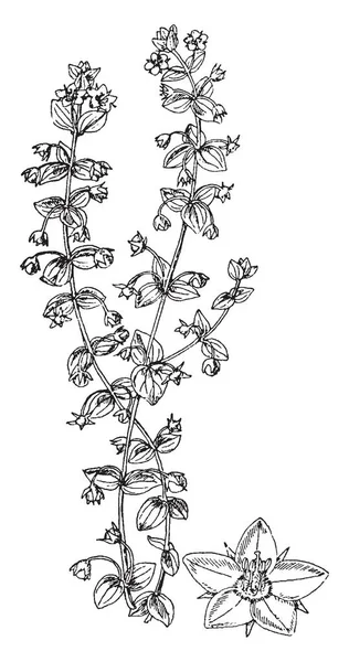 Une Image Montre Une Branche Une Fleur Anagalis Arvensis Est — Image vectorielle