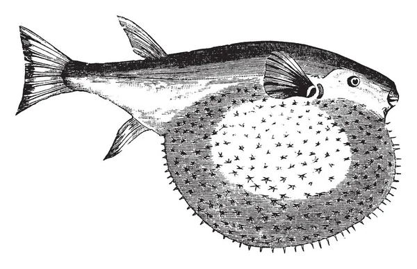 Pennat Globefish Встречается Европе Рисунок Винтажных Линий Гравировка Иллюстрации — стоковый вектор
