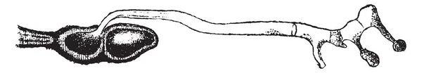 Изображение Stem Rust Известное Puccinia Graminis Ржавчина Стебля Черного Хлопьев — стоковый вектор