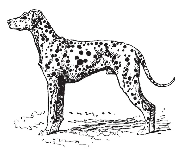 Dalmatin Plemeno Střední Velikosti Pes Známý Pro Jeho Jedinečné Černé — Stockový vektor