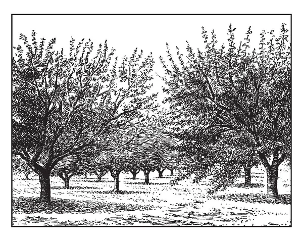Deze Afbeelding Vertegenwoordigt Appelboomgaard Rekening Houdend Met Leeftijd Vintage Lijntekening — Stockvector