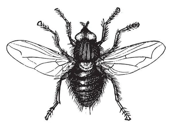 Mouche Est Insecte Ordre Des Diptères Dessin Ligne Vintage Illustration — Image vectorielle