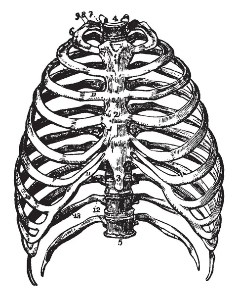 Diese Abbildung Repräsentiert Die Knochen Des Brustkorbs Vintage Linienzeichnung Oder — Stockvektor
