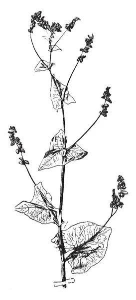 Fagopyrum Tataricum는 Polygonaceae 가족에 화살표 모양의 노드에 분기는 빈티지 — 스톡 벡터