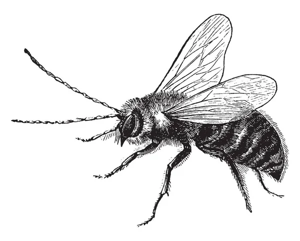 飛ぶ昆虫 ビンテージの線描画や彫刻イラストの種 — ストックベクタ