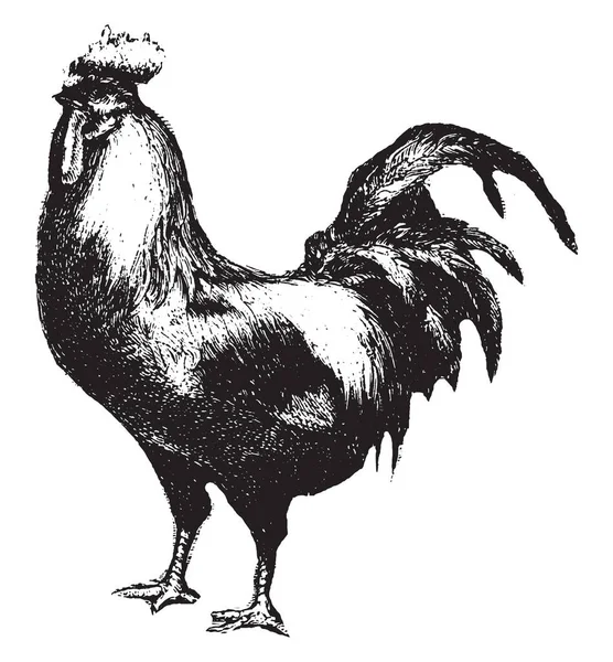 Gallo Utilizado Para Sus Huevos Carne Dibujo Línea Vintage Ilustración — Vector de stock