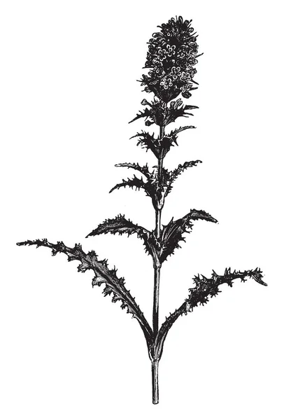 Una Morina Longifolia Una Hermosa Hierba Perenne Hoja Perenne Esta — Vector de stock