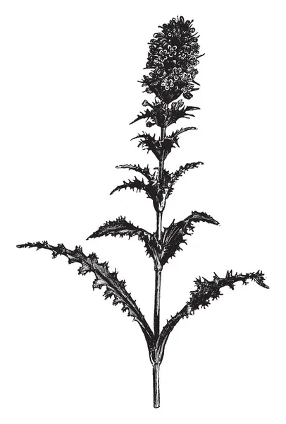 Uma Morina Longifolia Uma Bela Erva Perene Perene Esta Imagem —  Vetores de Stock