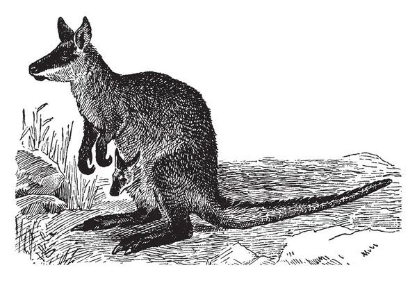Black Wallaby Pequeno Macrópode Marsupial Leste Austrália Desenho Linha Vintage — Vetor de Stock