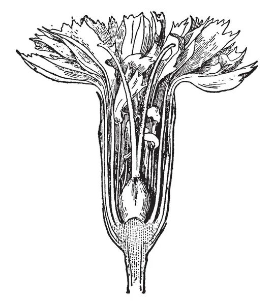 Изображение Показывающее Секцию Гвоздики Показывает Листовые Муравьи Процесс Выращивания Муравейника — стоковый вектор