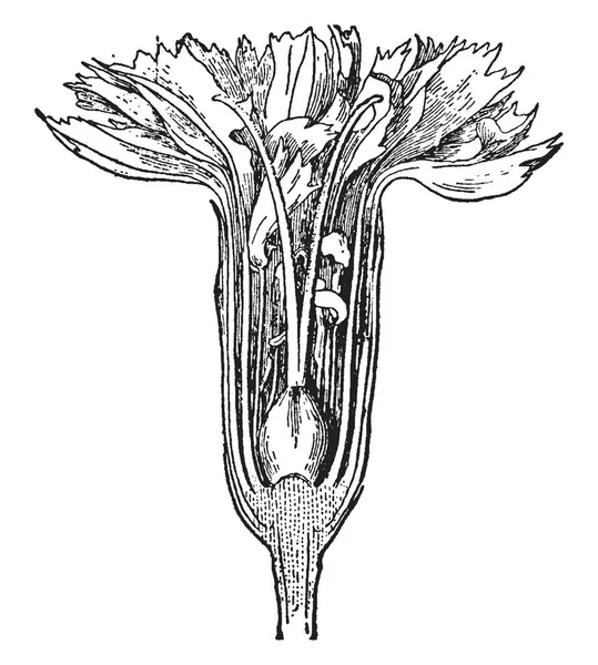 康乃馨的图像显示了叶子花药 和生长花药部分 复古线条画或雕刻插图的过程 — 图库矢量图片