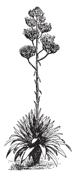 Agav Görüntüsüdür Çok Yıllık Bitkiler Çoğunlukla Kuzey Amerika Vintage Çizgi — Stok Vektör