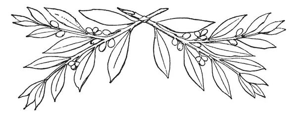 月桂樹の枝はで発見された ヒルデスハイム ビンテージの線描画や彫刻イラストの銀の宝 — ストックベクタ