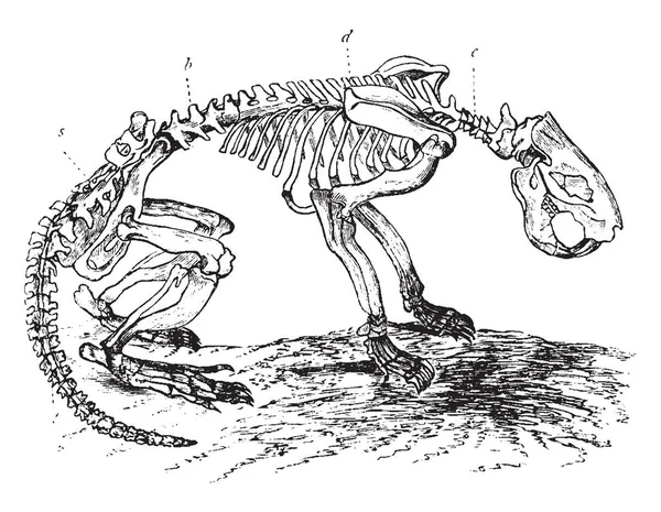 海狸骨架 是椎柱的颈椎区 复古线条画或雕刻插图 — 图库矢量图片