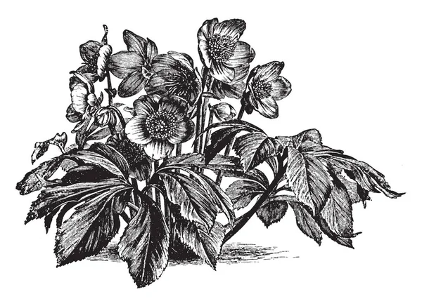 Imagen Muestra Una Rosa Navidad También Conocida Como Helleborus Niger — Vector de stock