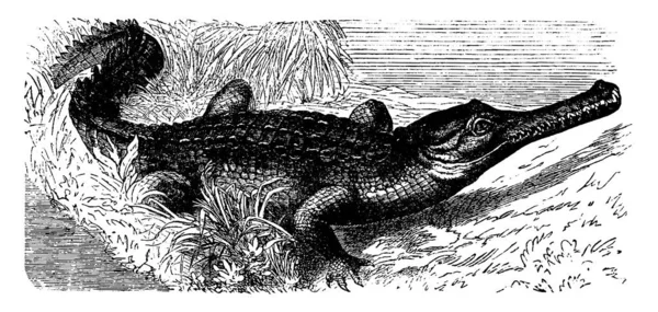 Gharial Vintage Gravada Ilustração Vie Dans Nature 1890 —  Vetores de Stock