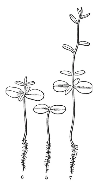 Картинке Изображено Раннее Рассасывание Льна Входит Состав Семейства Linaceae Стебель — стоковый вектор