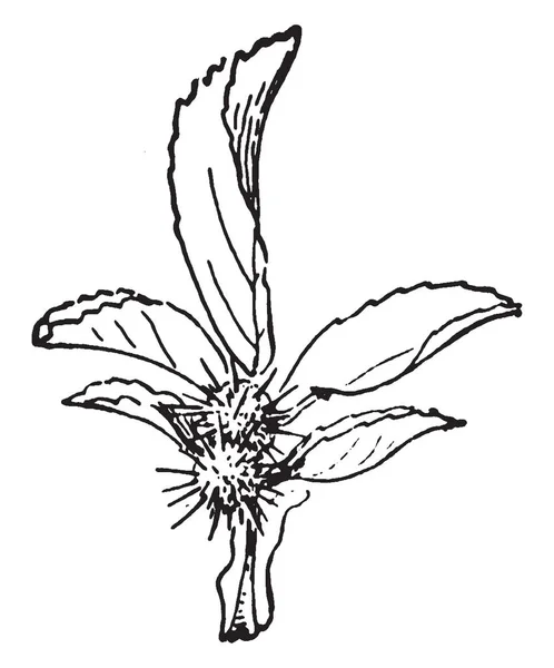 写真は胆嚢を見せています これは バラの葉にこぶです 胆嚢は植物 ビンテージの線描画や彫刻イラストの異常伸長です — ストックベクタ