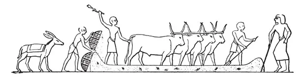 Threshing Mesir Ukiran Kuno Ilustrasi - Stok Vektor